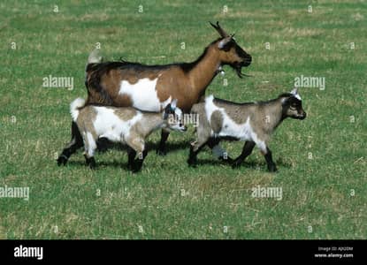 Goat with two kids