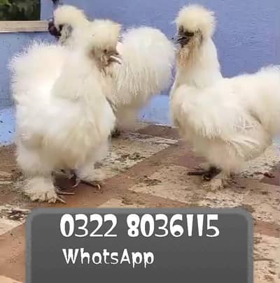 Fancy Hens - White Silkie For Sale
