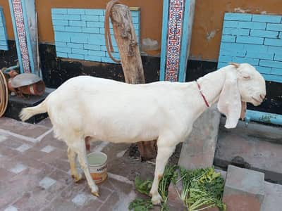 gaban bakri for sale Mohammed puri location Multan
