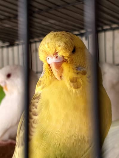 MAASHAALLAH  KING SIZE PHATTY LOOKING FOR NEW HOME