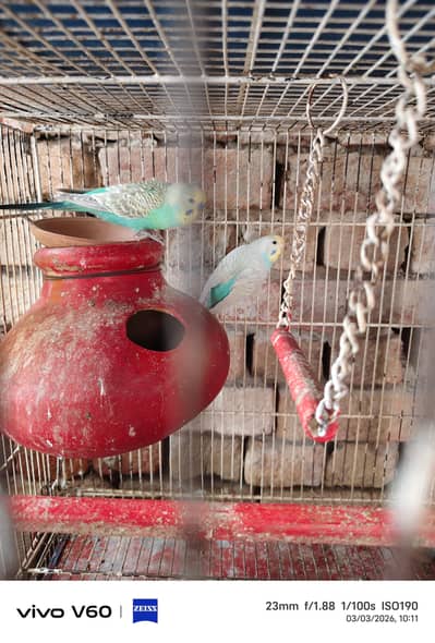 bugie parrot complete setup of budgie for sale urgentely