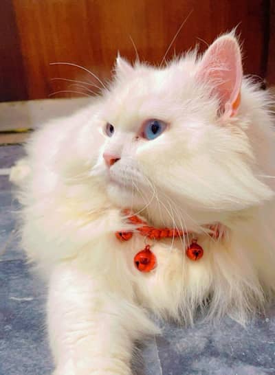 white cat male