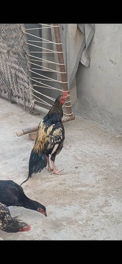 jawa patha .  home. breed