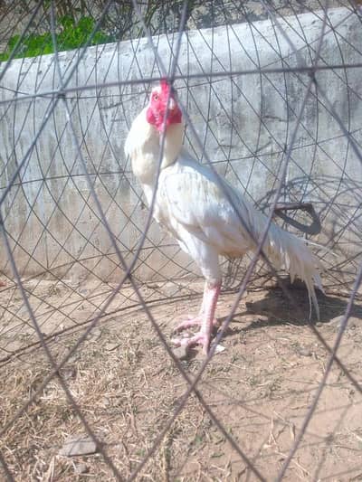 quality Herra Male for sale hight quality ma