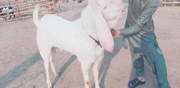 Qurbani ke Liye Bakra For Sale/ +03102729869