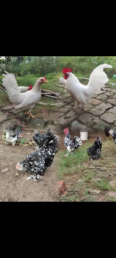 Fancy Chicks Milli Flower/English Game