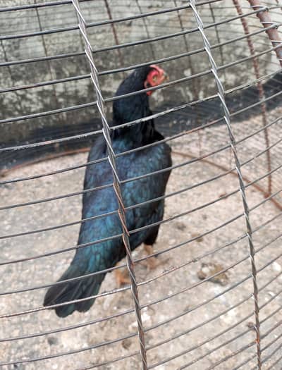 aseel murgi for sale