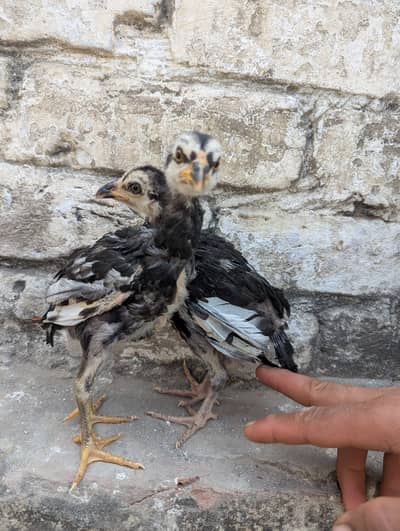 Aseel shamo 03099251602