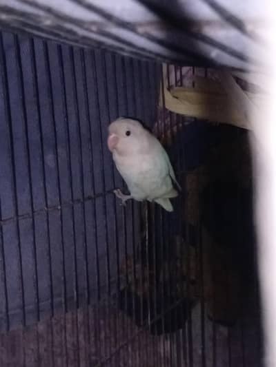 Healthy and active female pieces for sale