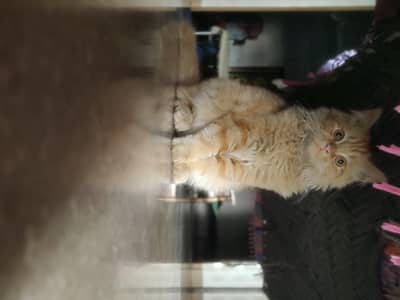 Persian  cat