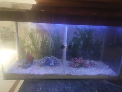Aquarium for sale