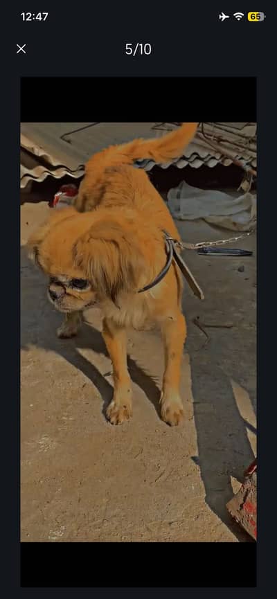 American pekingese