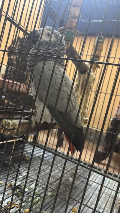 African Grey fully tammed
