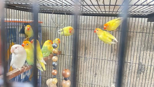 Love Birds available for sale