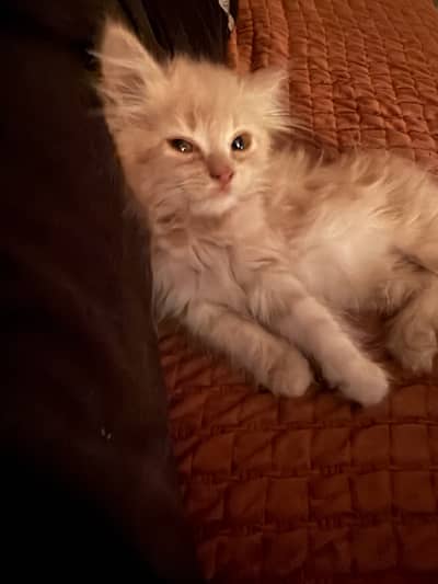 2 Months Old Kitten