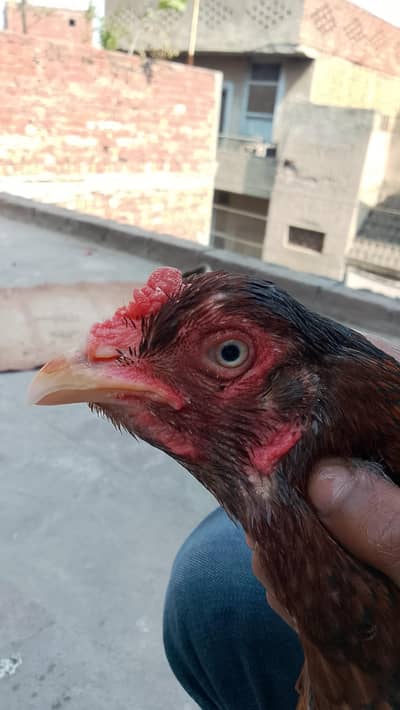 Pure Pakistani Galwi Madi For Sale