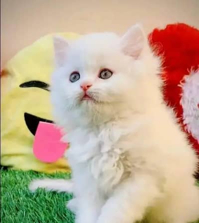 Persian female kitten for sale My WhatsApp number 0325 5503411