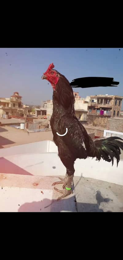 Thai plus burmi cross