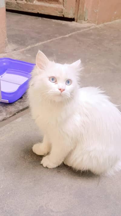 PURE PERSIAN DOUBLE COAT KITTEN FOR SALE