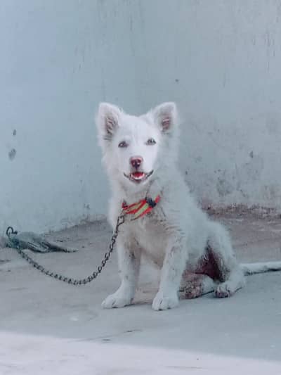 Russian Spitz Dog For Urgent Sale