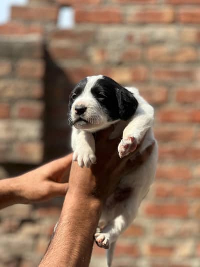 Pointer puppies for sale