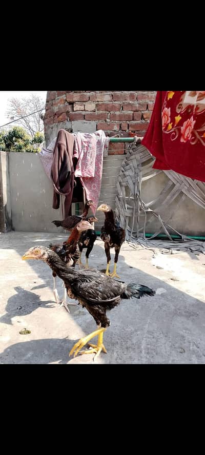 1 Pice 3000 ka mily ga  03025078746 Call me