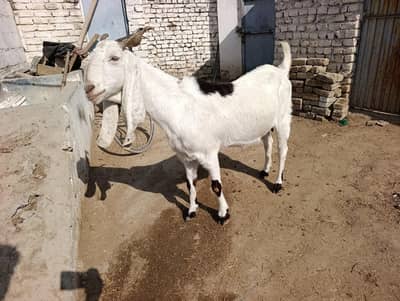 Sindhi Pregnant Goat