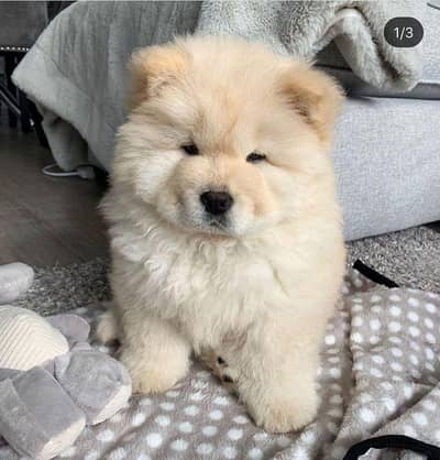 chow chow puppies 03101565438
