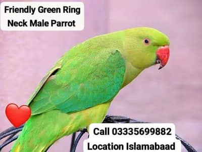 Fixed 5500 Friendly Green Ring Neck Male Jumbo Size