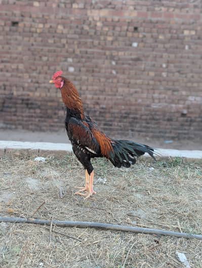 only Whatsapp contect