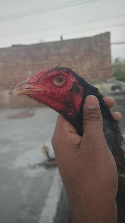 Ak femail turkish + japnees hia or ak tukish + burmi hia