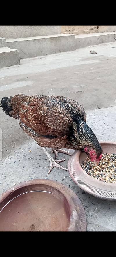 mianwali fresh kurk madi bari madi