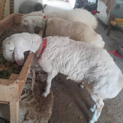 3 Male  Sheep Available for sale