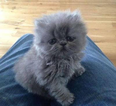 Persian kittens 03101565438