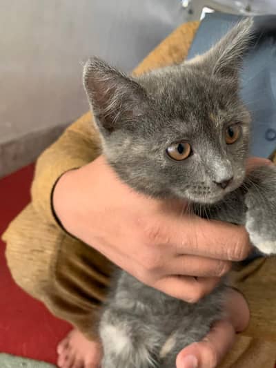 grey kitten