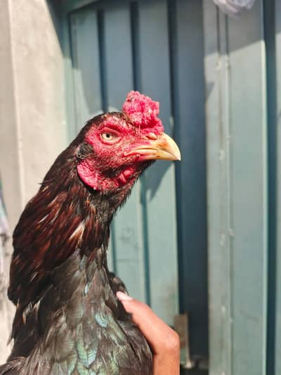 Aseel Lasani chotay mohray main hai