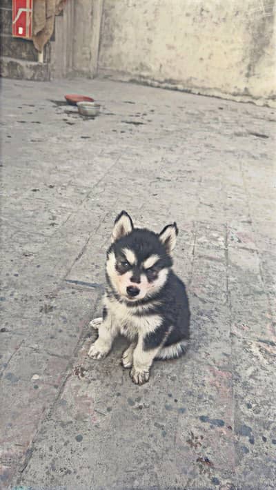 Siberian husky female puppies |Husky odd eyes|Husky hazel eyes for sal