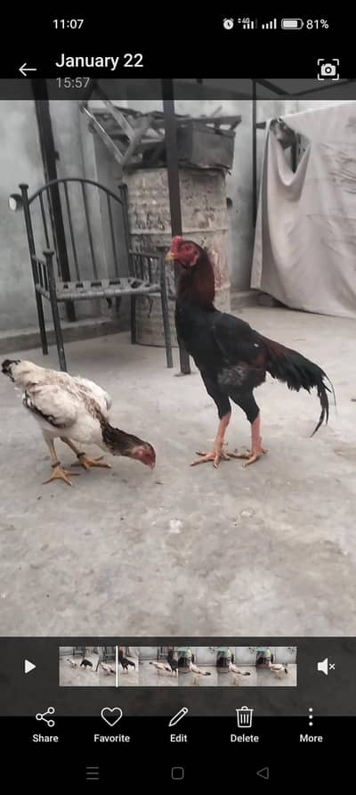 shamo eggs available  16 adad. . . . . . . . . . . . . . . . . . . . . . . . .