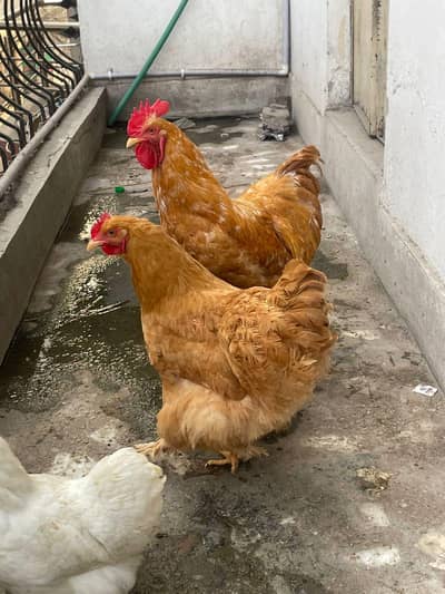 Golden heavy buff set. Blue heavy cochine pair available