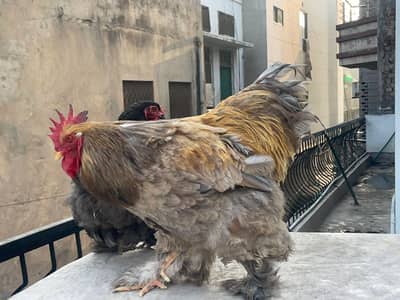 Blue heavy cochine pair available