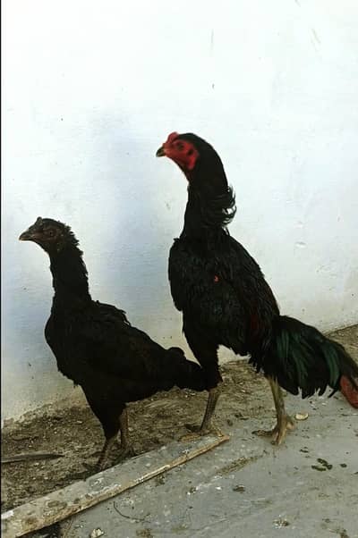 Thai pakoya pair for sale