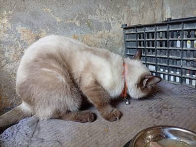 1 cat Siamese 1 cat persian