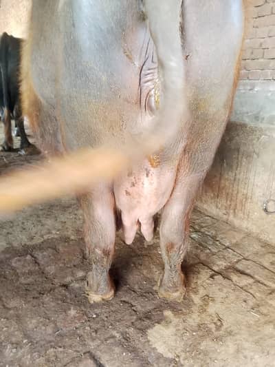 sindhi buffalo | pregnant | cow | rati buffalo | gabban cow