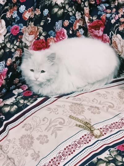 Persian Cat