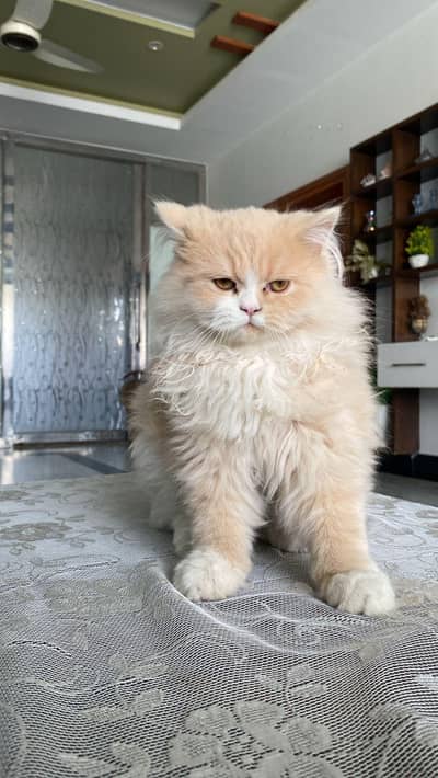beautiful cute cat available