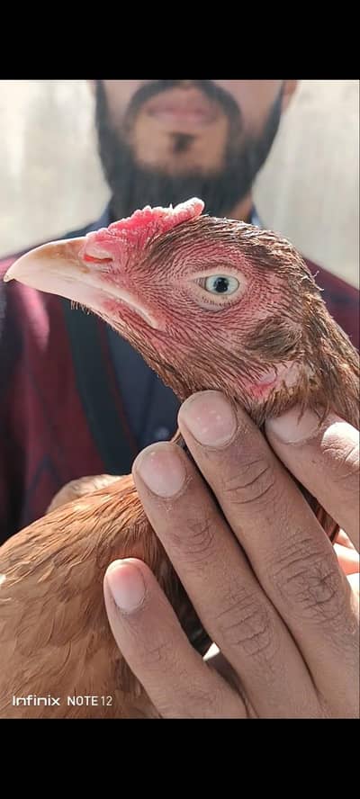 aseel peeli madi  0-3-0-0-0-5-7-3-5-7-9