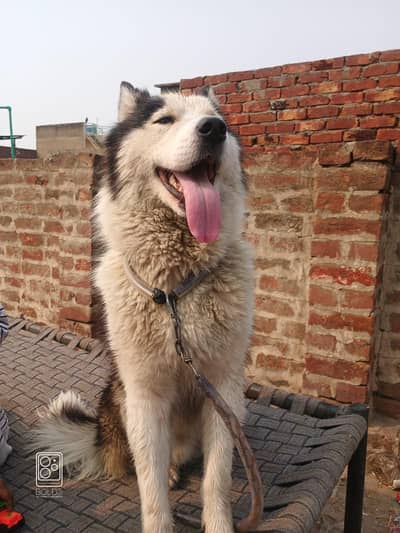 Husky stud Male for sale
