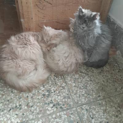 Health and playful persian cat are available  for sale