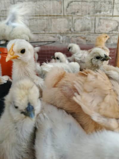 silkie, heavy buff, Mili, bentum