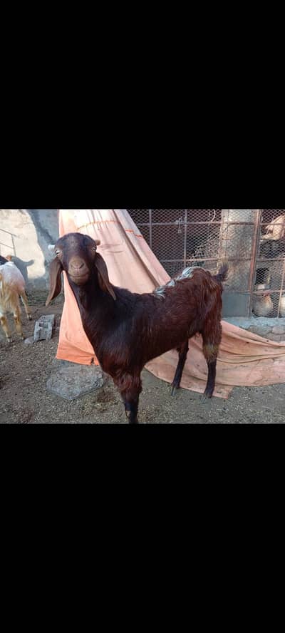 Bakra for Qurbani 26